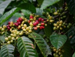 Kemenkumham Uji Indikasi Geografis Kopi Robusta Banyuwangi