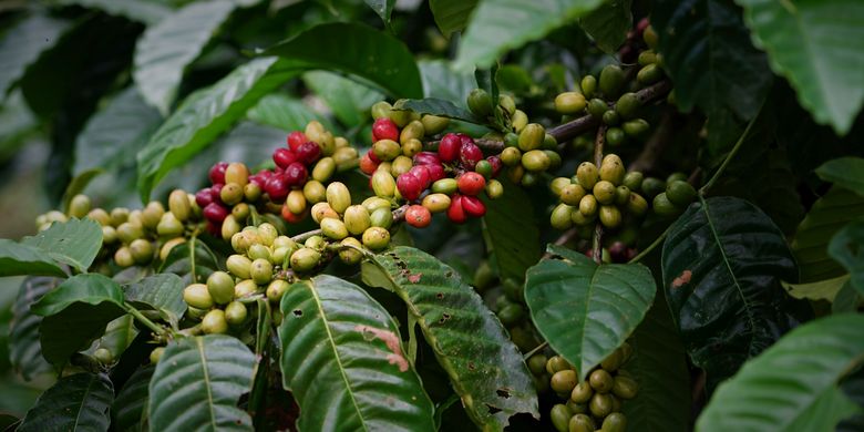 kemenkumham-uji-indikasi-geografis-kopi-robusta-banyuwangi