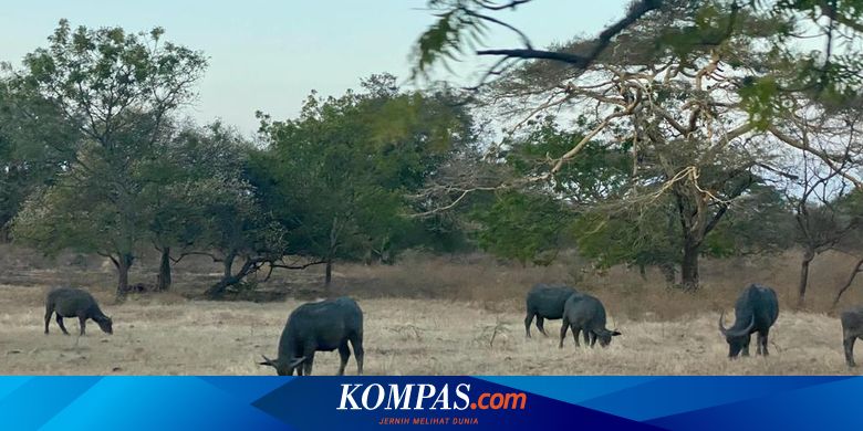 3-tempat-wisata-di-banyuwangi,-bisa-pakai-promo-tiket-pesawat-tiket.com