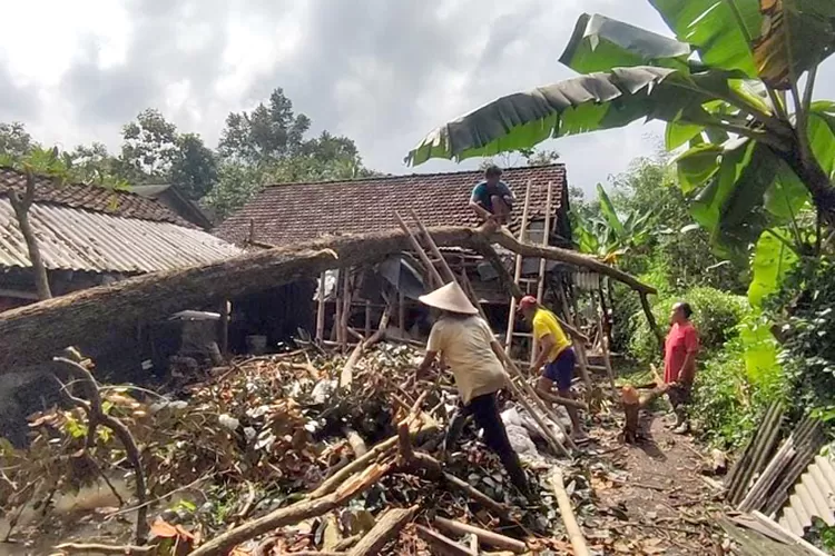 cuaca-buruk,-pohon-kenitu-15-meter-timpa-rumah-warga-desa-tegalarum-banyuwangi