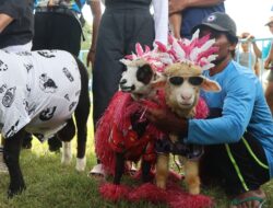 Ratusan Domba dan Kambing Peternak Jatim Ikut Kontes Perebutkan Piala Bupati Banyuwangi
