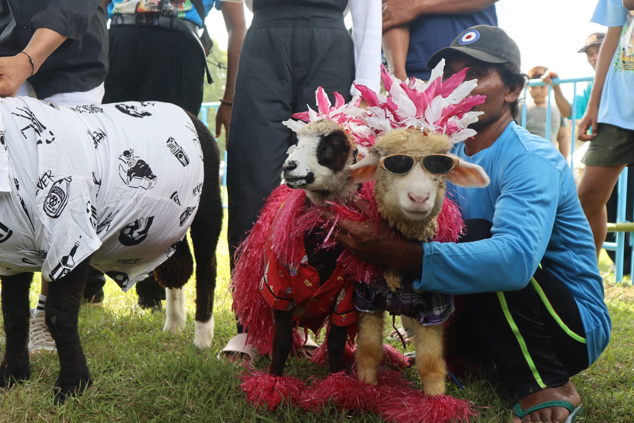 ratusan-domba-dan-kambing-peternak-jatim-ikut-kontes-perebutkan-piala-bupati-banyuwangi