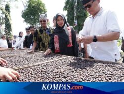 Perkebunan Kopi Rakyat di Banyuwangi Capai 9.778 Hektar, Pemasaran Perlu Ditingkatkan