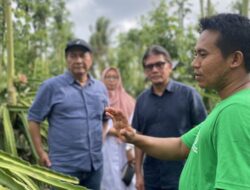 Kelompok Tani Binaan YDBA Raup Omzet Ratusan Juta Rupiah dari Buah Naga