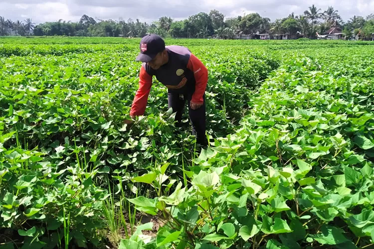 permintaan-tinggi,-harga-ubi-jalar-turut-terkatrol,-petani-temuguruh-banyuwangi-pun-munyik