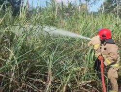 Kebakaran Lahan Tebu Seluas 2 Hektar di Sempu, Damkar Trabas Kebun untuk Padamkan Api