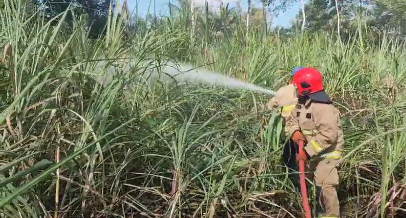kebakaran-lahan-tebu-seluas-2-hektar-di-sempu,-damkar-trabas-kebun-untuk-padamkan-api