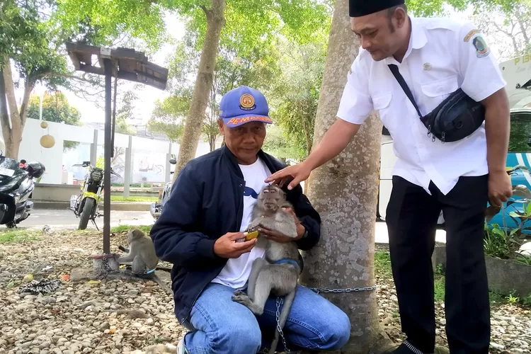 monyet-ekor-panjang-resahkan-warga-genteng-kulon-banyuwangi:-damkarmat-dibikin-kewalahan