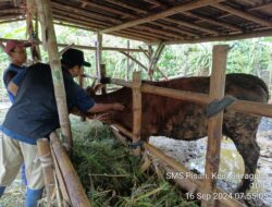 Dukung Produktivitas Sapi Indukan, Banyuwangi Terus Genjot Program ‘SMS PISAN’