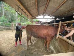 Sejahterakan Peternak, Banyuwangi Gelar Program Sapi Manak Setahun Sepisan
