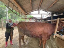 Dorong Produktivitas Sapi Indukan, Pemkab Banyuwangi Gencarkan Program ‘SMS PISAN’ – Tribunjatim.com
