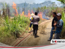 Empat Hektar Tebu Siap Panen di Lumajang Terbakar