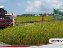 Tak Pengaruh Iklim, Bulog Panen Padi Program Mitra Tani di Banyuwangi