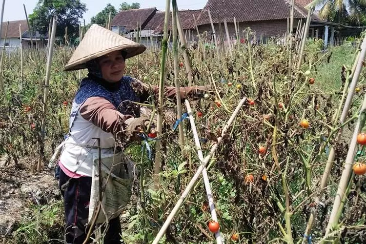 kekurangan-air-ukuran-tomat-menyust-pupuk-npk-mahal,-petani-tomat-beralih-pupuk-fermentasi