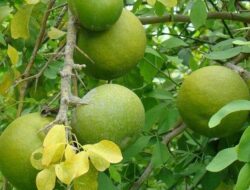 Buah Maja Manfaat Beserta Kandungan Nutrisinya
