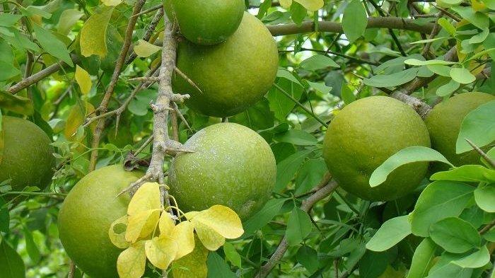 buah-maja-manfaat-beserta-kandungan-nutrisinya