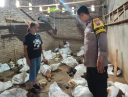 Penggerebekan Perdagangan Anjing Ilegal di Banyuwangi, 64 Ekor Diselamatkan
