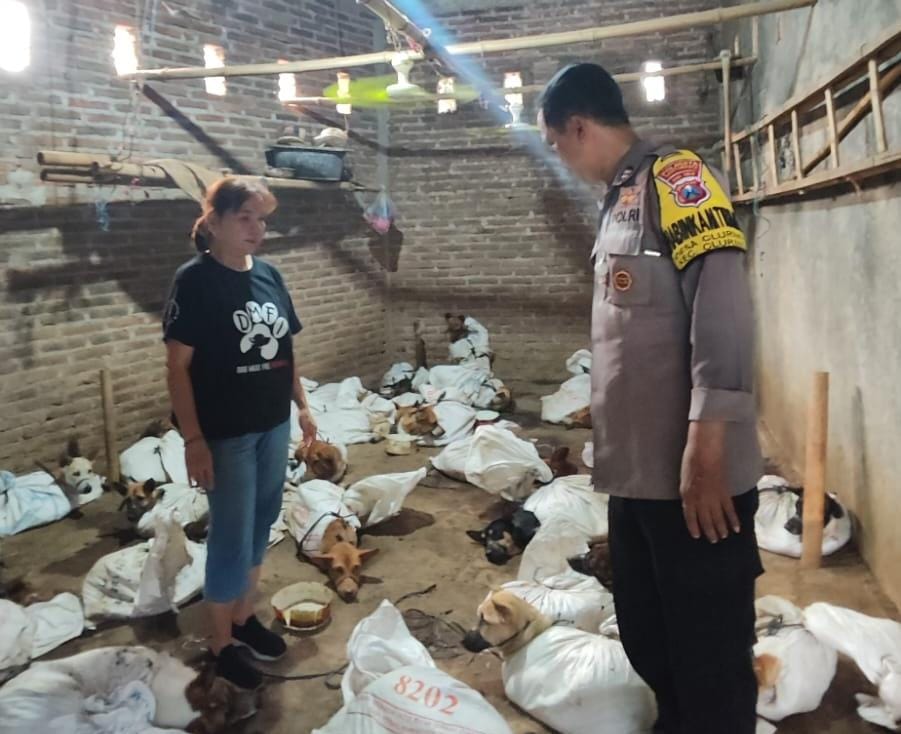 penggerebekan-perdagangan-anjing-ilegal-di-banyuwangi,-64-ekor-diselamatkan