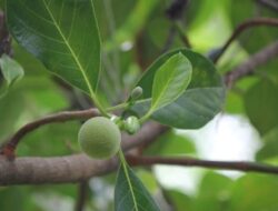 Daun Nangka untuk Menyembuhkan Berbagai Macam Penyakit