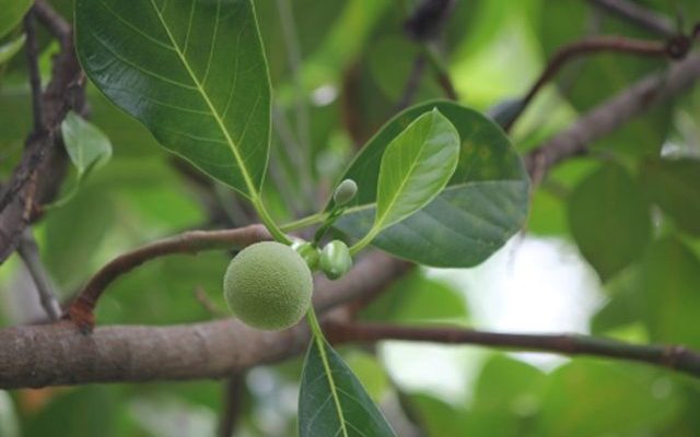 daun-nangka-untuk-menyembuhkan-berbagai-macam-penyakit