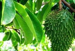 Daun Sirsak Manfaatnya untuk Kesehatan