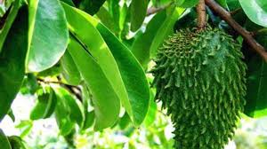 daun-sirsak-manfaatnya-untuk-kesehatan