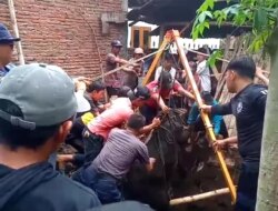 Ditinggal Nyoblos, Sapi Milik Warga Boyolangu Giri Kecemplung Sumur