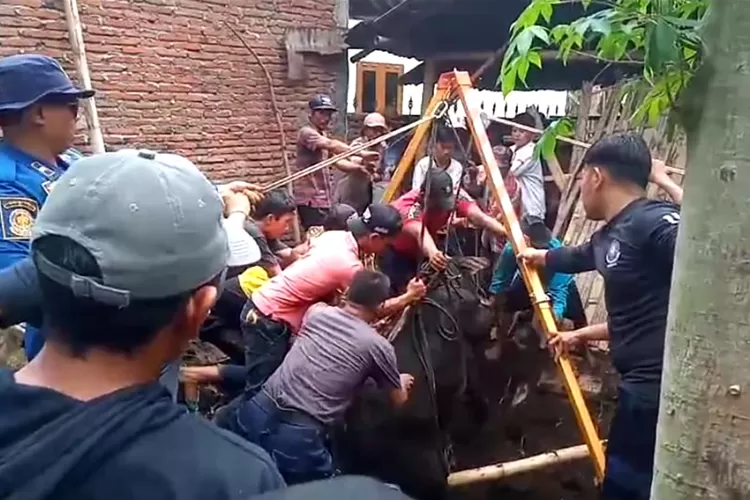 ditinggal-nyoblos,-sapi-milik-warga-boyolangu-giri-kecemplung-sumur