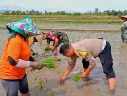 Bhabinkamtibmas Terjun ke Sawah, Dukung Swasembada Pangan di Banyuwangi – TIMES Banyuwangi
