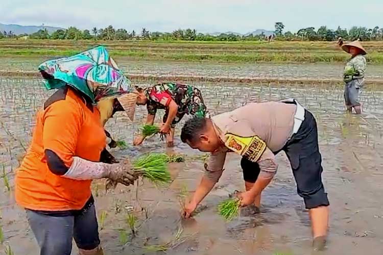 bhabinkamtibmas-terjun-ke-sawah,-dukung-swasembada-pangan-di-banyuwangi-–-times-banyuwangi
