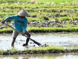 BPS Sebut Persentase Pekerja Sektor Pertanian di Banyuwangi Meningkat – Radar Banyuwangi
