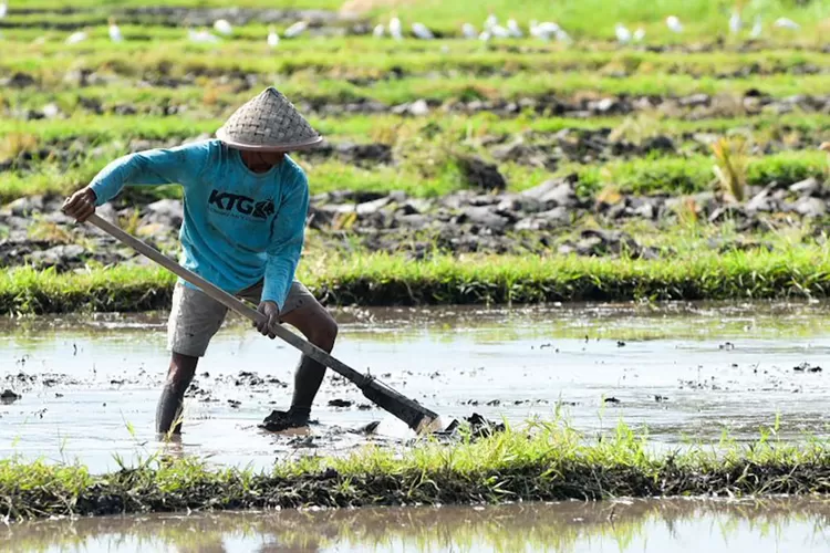 bps-sebut-persentase-pekerja-sektor-pertanian-di-banyuwangi-meningkat-–-radar-banyuwangi