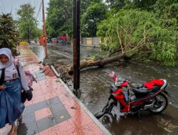 Banyuwangi Dilanda Hujan Disertai Angin Kencang, Pohon Depan Unair Tumbang Timpa Motor Supra