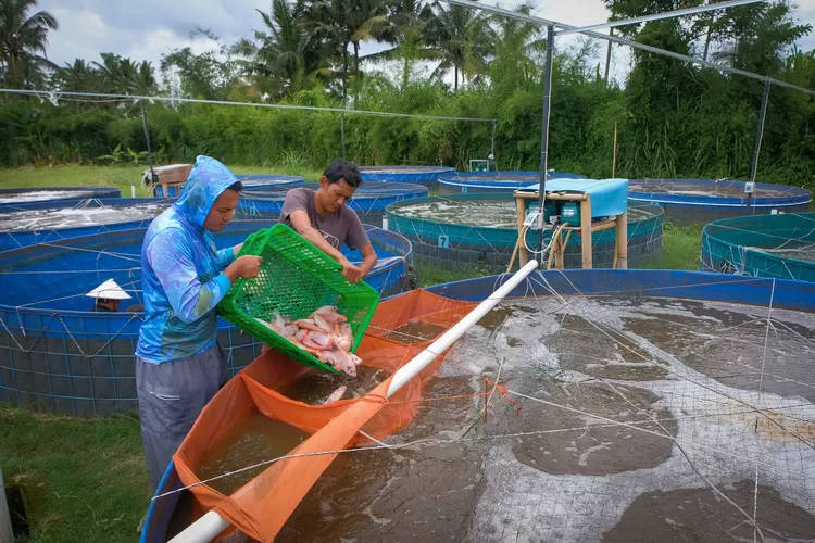 lewat-pembiayaan-dan-pemberdayaan,-bri-sukseskan-program-makan-bergizi-gratis