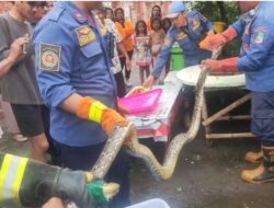 Evakuasi Ular Python Sepanjang 4 Meter Oleh Tim Damkar di Dapur Warga Banyuwangi