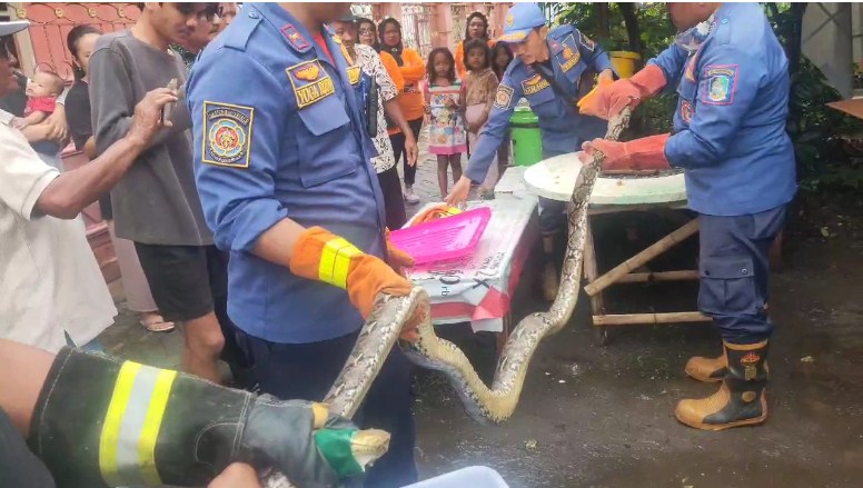 evakuasi-ular-python-sepanjang-4-meter-oleh-tim-damkar-di-dapur-warga-banyuwangi