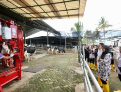 Dikelola Secara Modern, Peternakan di Banyuwangi Mampu Produksi Susu Sapi Segar 32 Ton/Hari