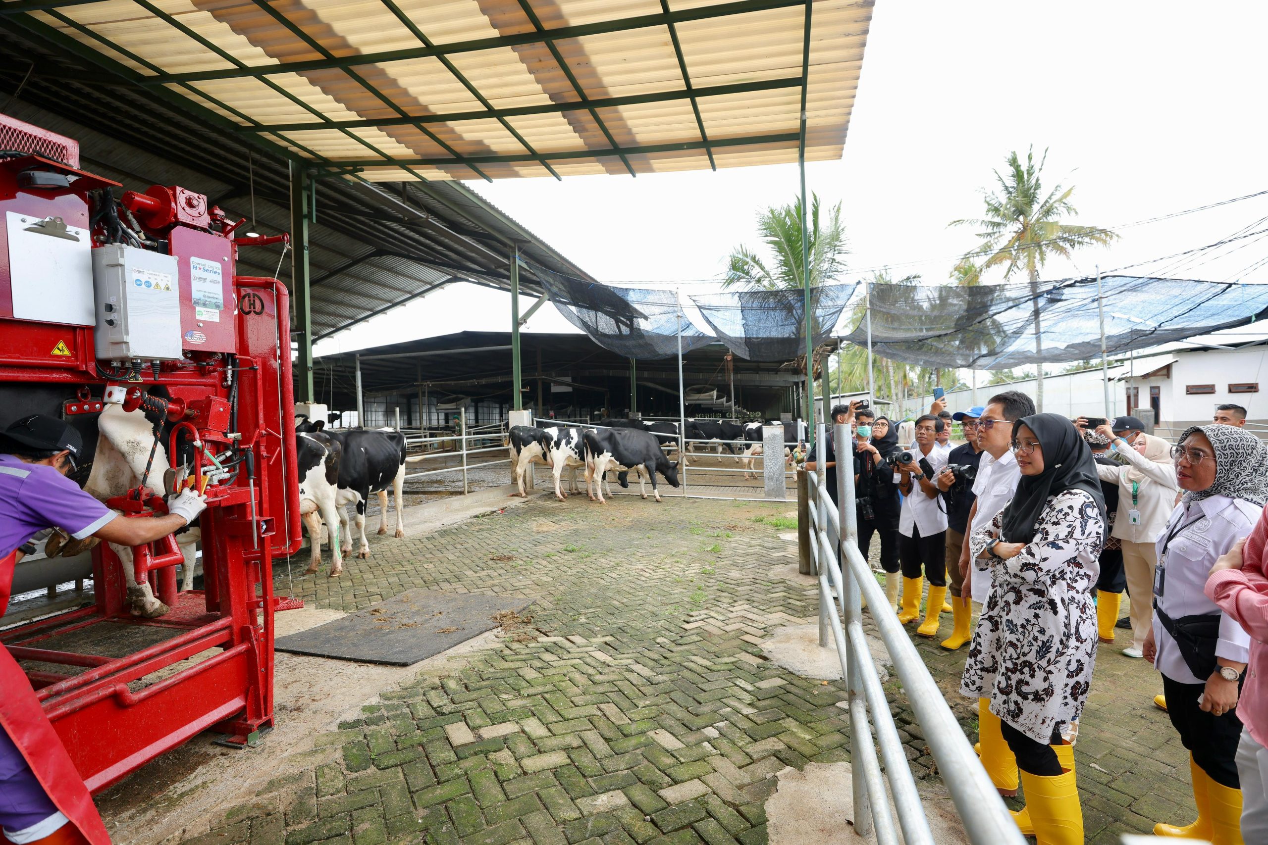 dikelola-secara-modern,-peternakan-di-banyuwangi-mampu-produksi-susu-sapi-segar-32-ton/hari