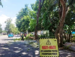 Banyuwangi Lakukan Perempesan Pohon, Cegah Pohon Tumbang saat Cuaca Ektrem