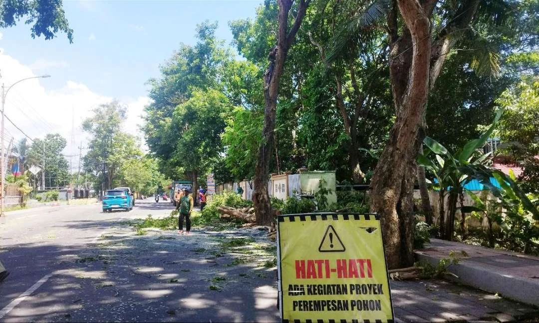 banyuwangi-lakukan-perempesan-pohon,-cegah-pohon-tumbang-saat-cuaca-ektrem