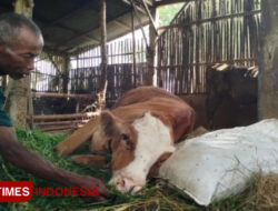 Waspada Virus PMK Kembali Merebak, 4 Sapi di Ponorogo Mati Mendadak – TIMES Banyuwangi