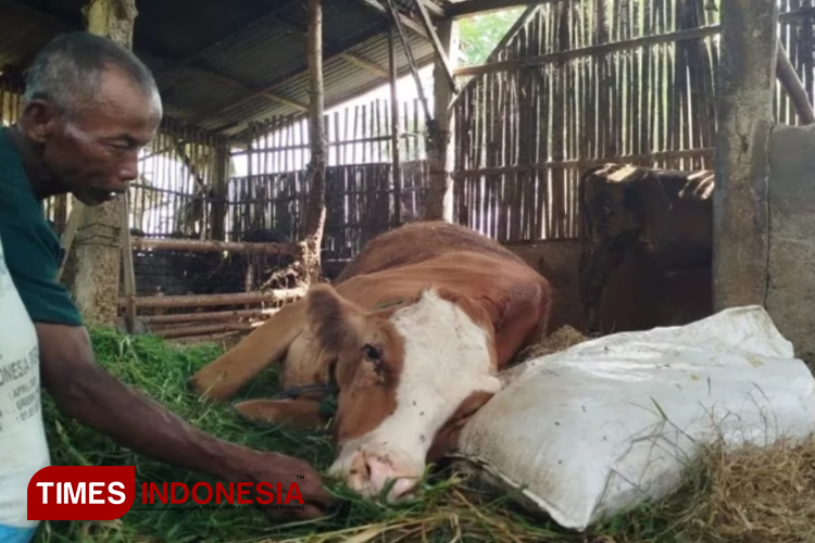 waspada-virus-pmk-kembali-merebak,-4-sapi-di-ponorogo-mati-mendadak-–-times-banyuwangi
