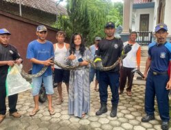 Ternak Warga Bangorejo Sering Hilang, Ternyata Dimangsa Ular Sanca Raksasa