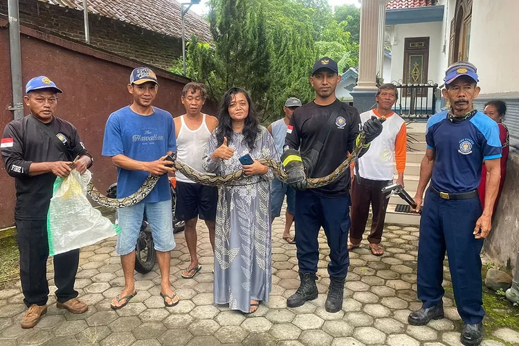ternak-warga-bangorejo-sering-hilang,-ternyata-dimangsa-ular-sanca-raksasa
