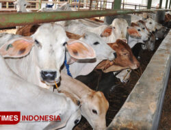 Wabah PMK Meluas di DIY, Fapet UGM Siap Bentuk Satgas – TIMES Banyuwangi