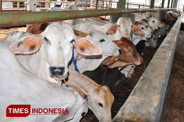 wabah-pmk-meluas-di-diy,-fapet-ugm-siap-bentuk-satgas-–-times-banyuwangi