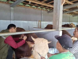 Puluhan Sapi di Banyuwangi Terjangkit PMK, Masyarakat Diimbau Tidak Panik