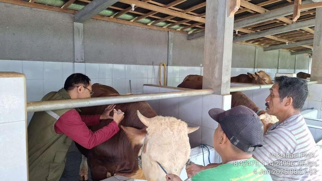 puluhan-sapi-di-banyuwangi-terjangkit-pmk,-masyarakat-diimbau-tidak-panik