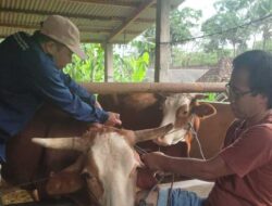 Wabah PMK Sebabkan 30 Sapi Mati dan Ratusan Sakit, Ini Langkah Pemkab Bantul – TIMES Banyuwangi