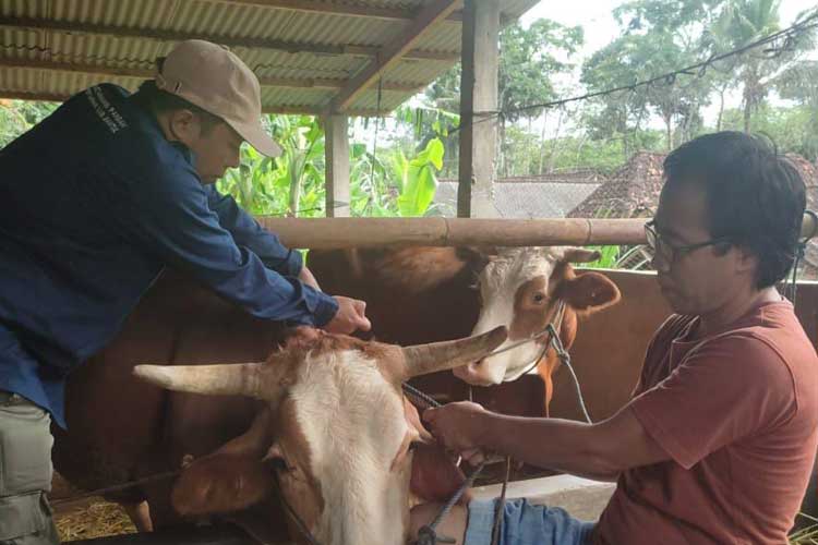 wabah-pmk-sebabkan-30-sapi-mati-dan-ratusan-sakit,-ini-langkah-pemkab-bantul-–-times-banyuwangi